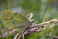 La Piride du chou. Une femelle (Lpidoptre - Pieridae - Pieris brassicae)